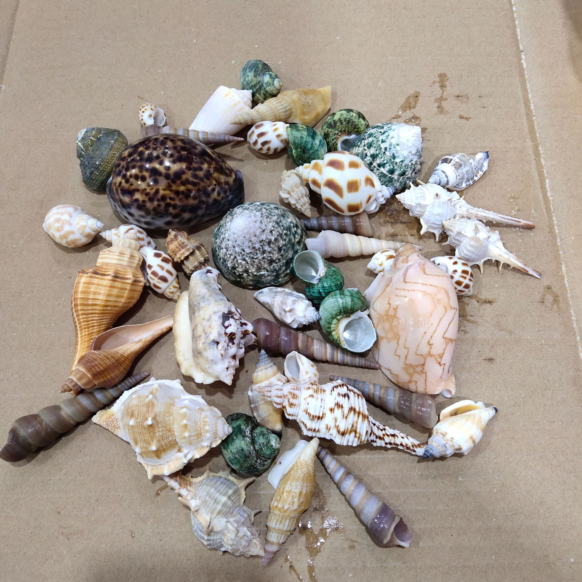 Aquarium Planting Ideas - Conch shell mixed combination,Mediterranean Decoration handcraft,