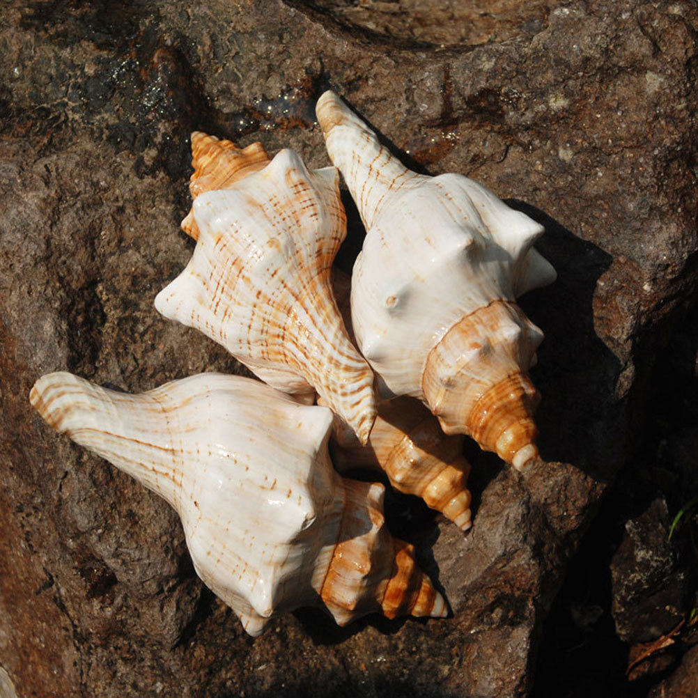 Aquarium Planting Ideas - Decorative Conch Shell for Aquarium Fish