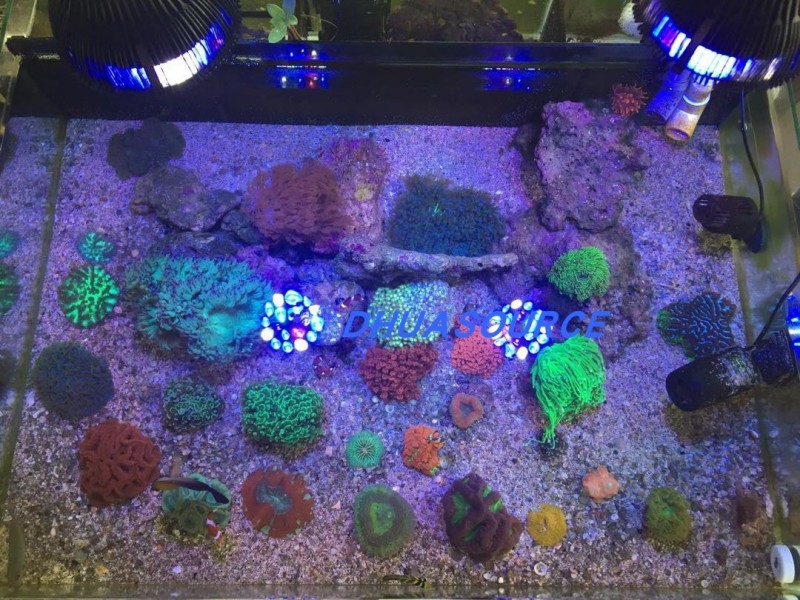 Full specturm LED Aquarium Ree - Planted Aquarium Pendant Light 评论和价格