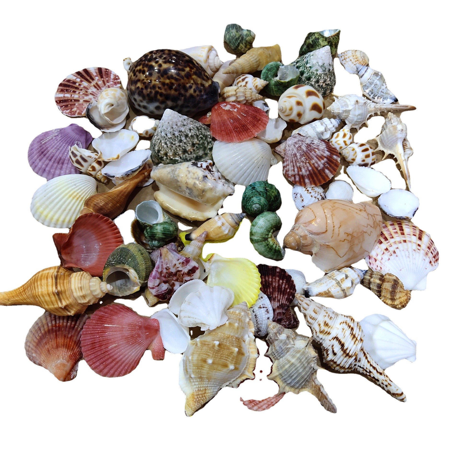 Conch shell mixed combination, - Aquarium Planting Ideas 评论和价格