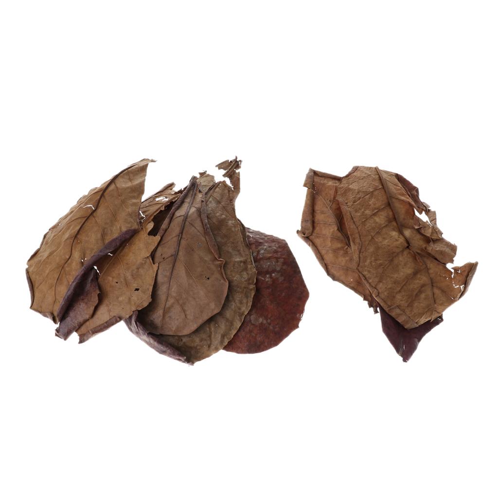 Beneficial Leaf Aquarium Filte - Aquarium Planted Tree 评论和价格