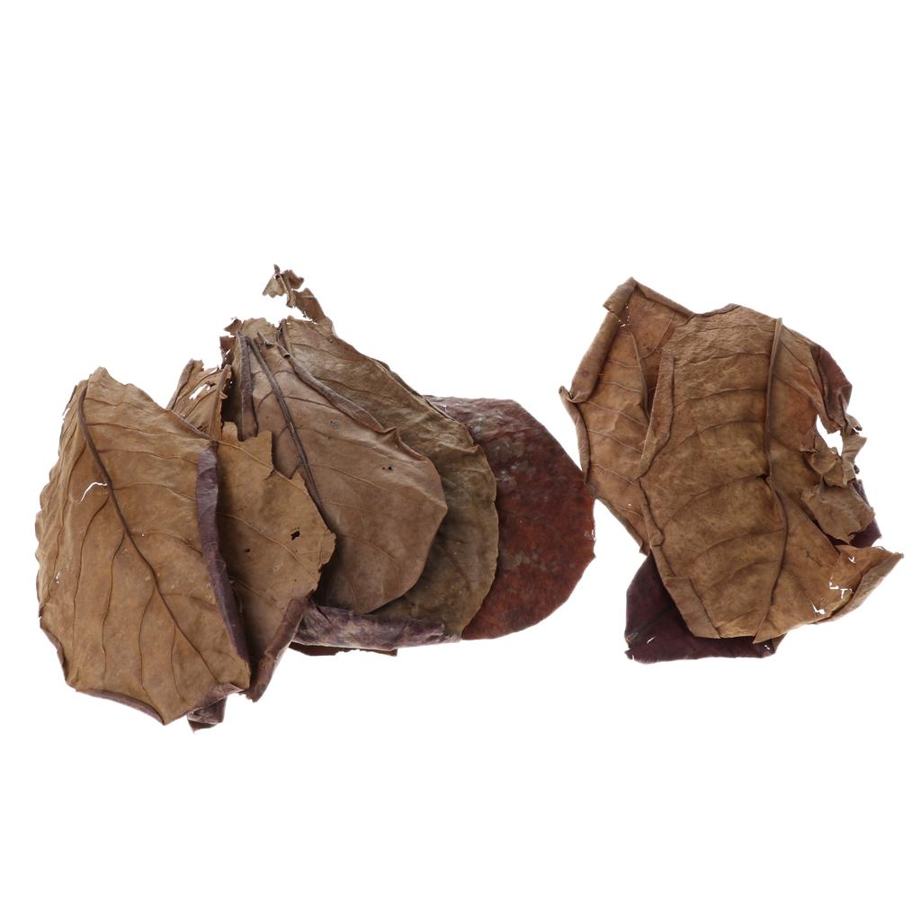 Beneficial Leaf Aquarium Filte - Aquarium Planted Tree 评论和价格