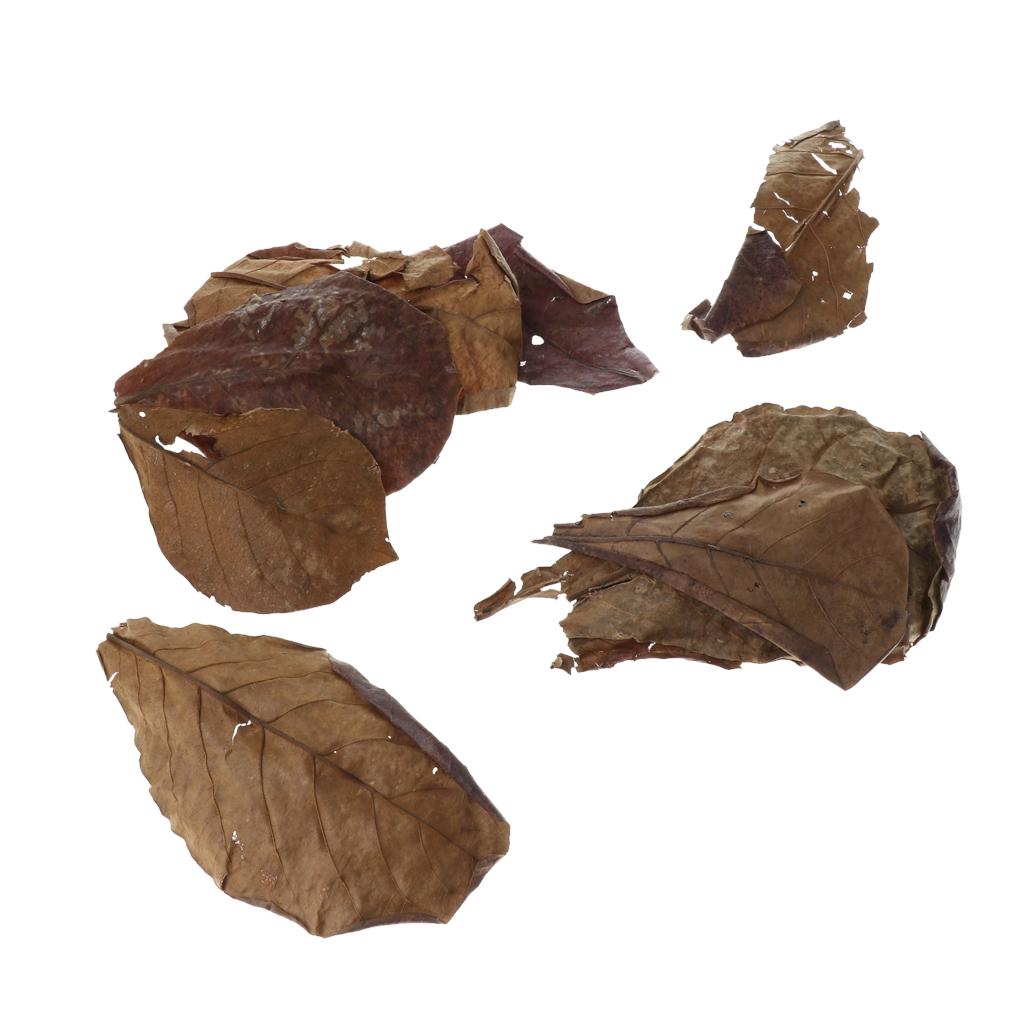 Beneficial Leaf Aquarium Filte - Aquarium Planted Tree 评论和价格