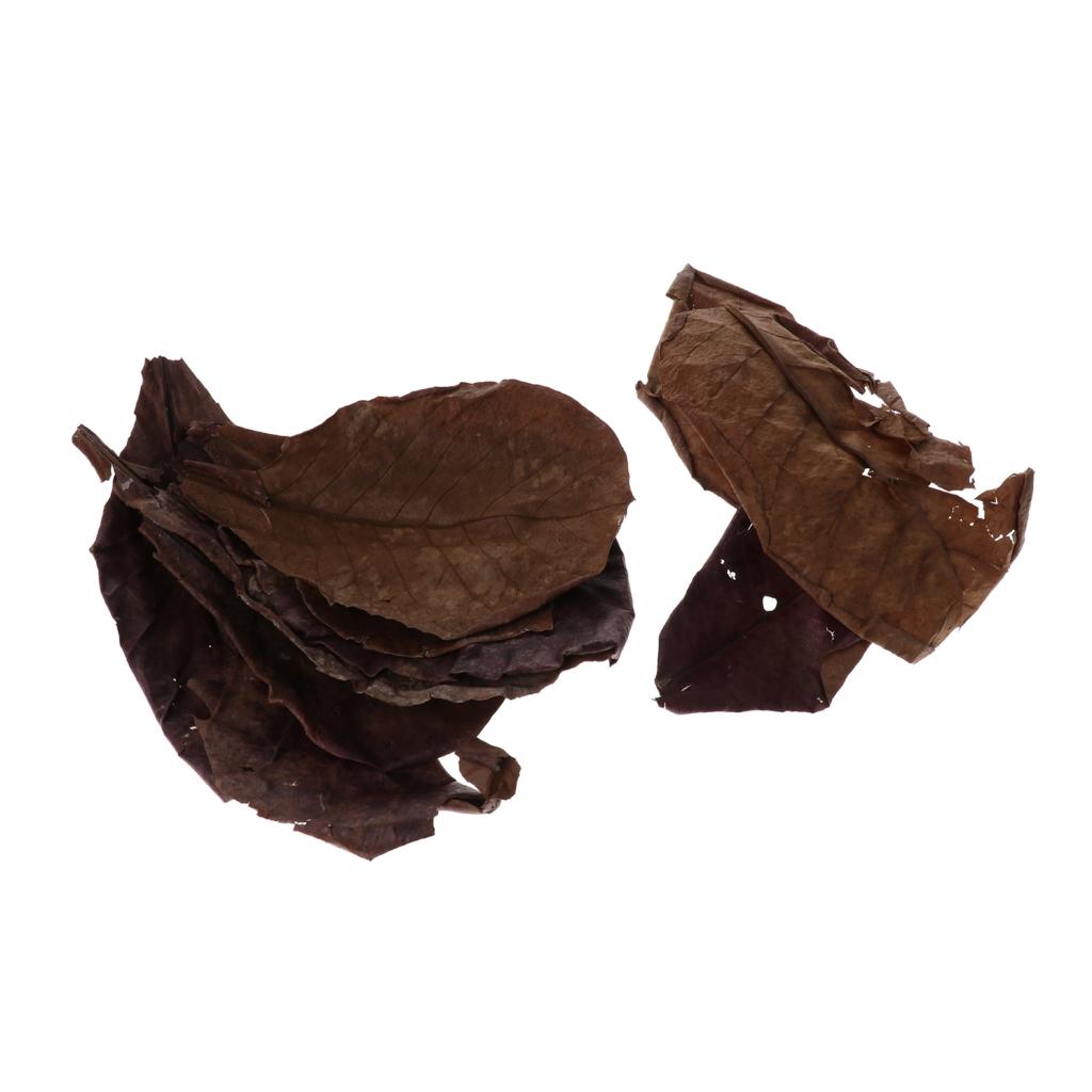 Beneficial Leaf Aquarium Filte - Aquarium Planted Tree 评论和价格