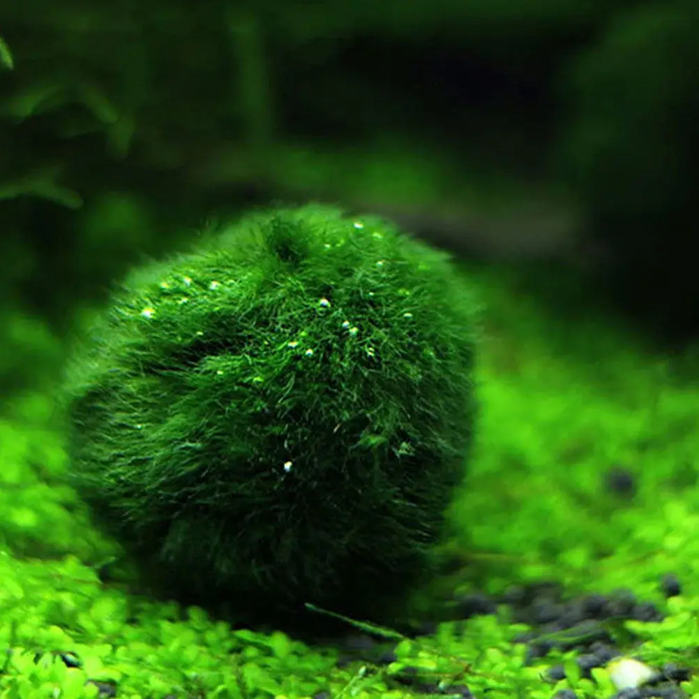 Hydroponic Aquatic balls Decor - Aquarium Plant Easy To Grow 评论和价格