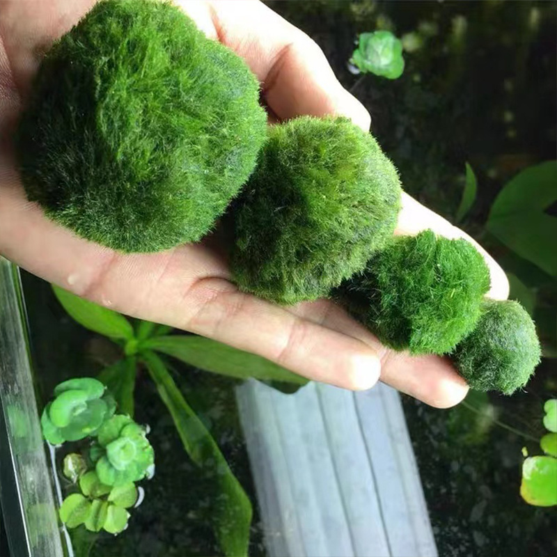 Hydroponic Aquatic balls Decor - Aquarium Plant Easy To Grow 评论和价格