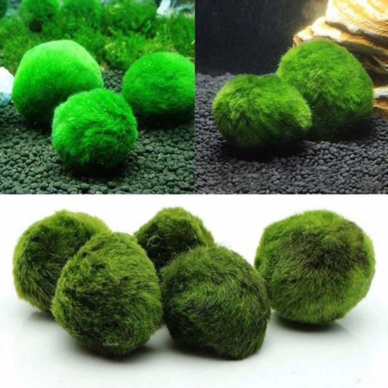 Hydroponic Aquatic balls Decor - Aquarium Plant Easy To Grow 评论和价格