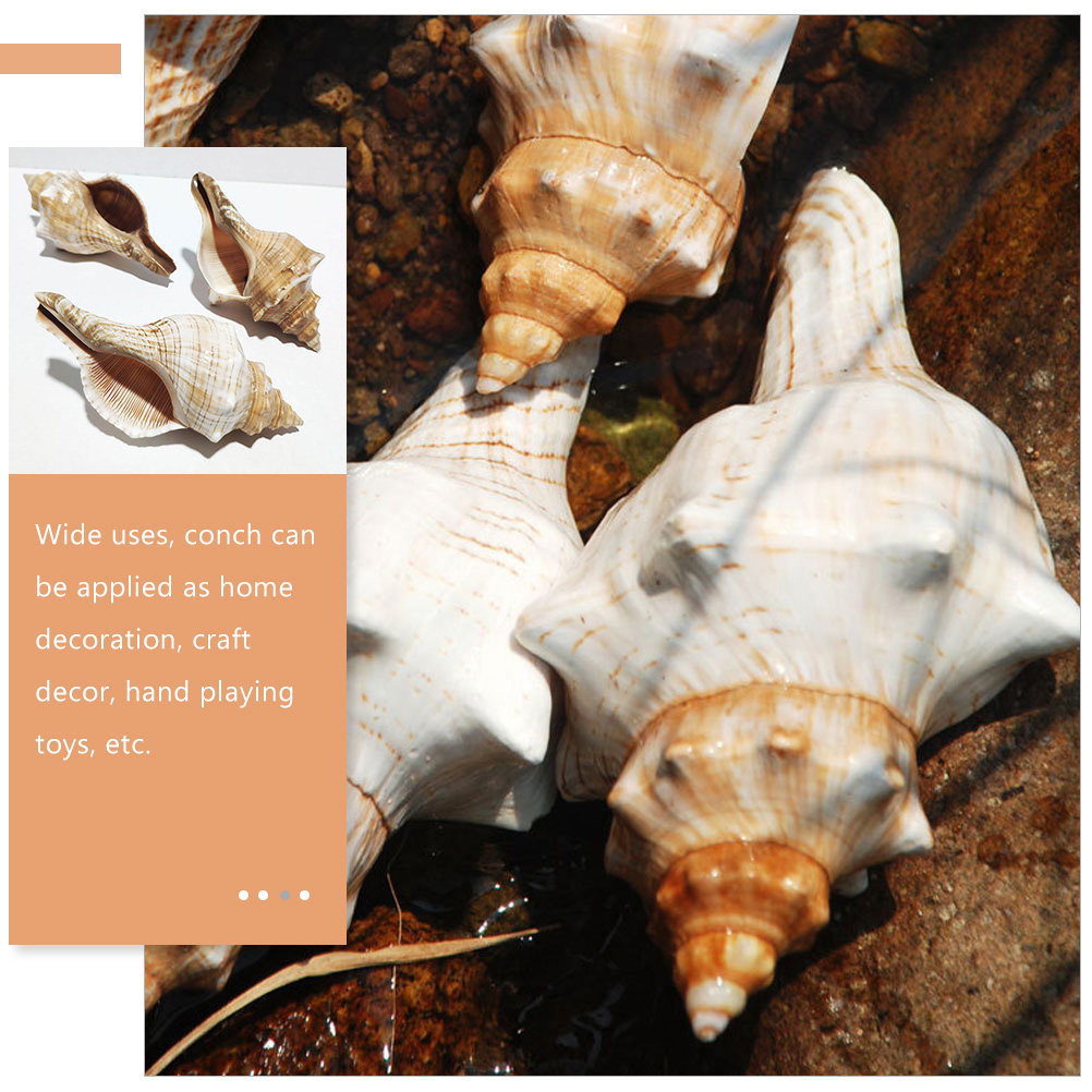 Decorative Conch Shell for Aqu - Aquarium Planting Ideas 评论和价格