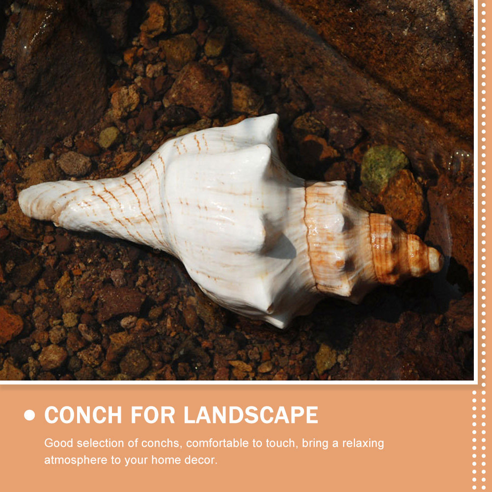 Decorative Conch Shell for Aqu - Aquarium Planting Ideas 评论和价格