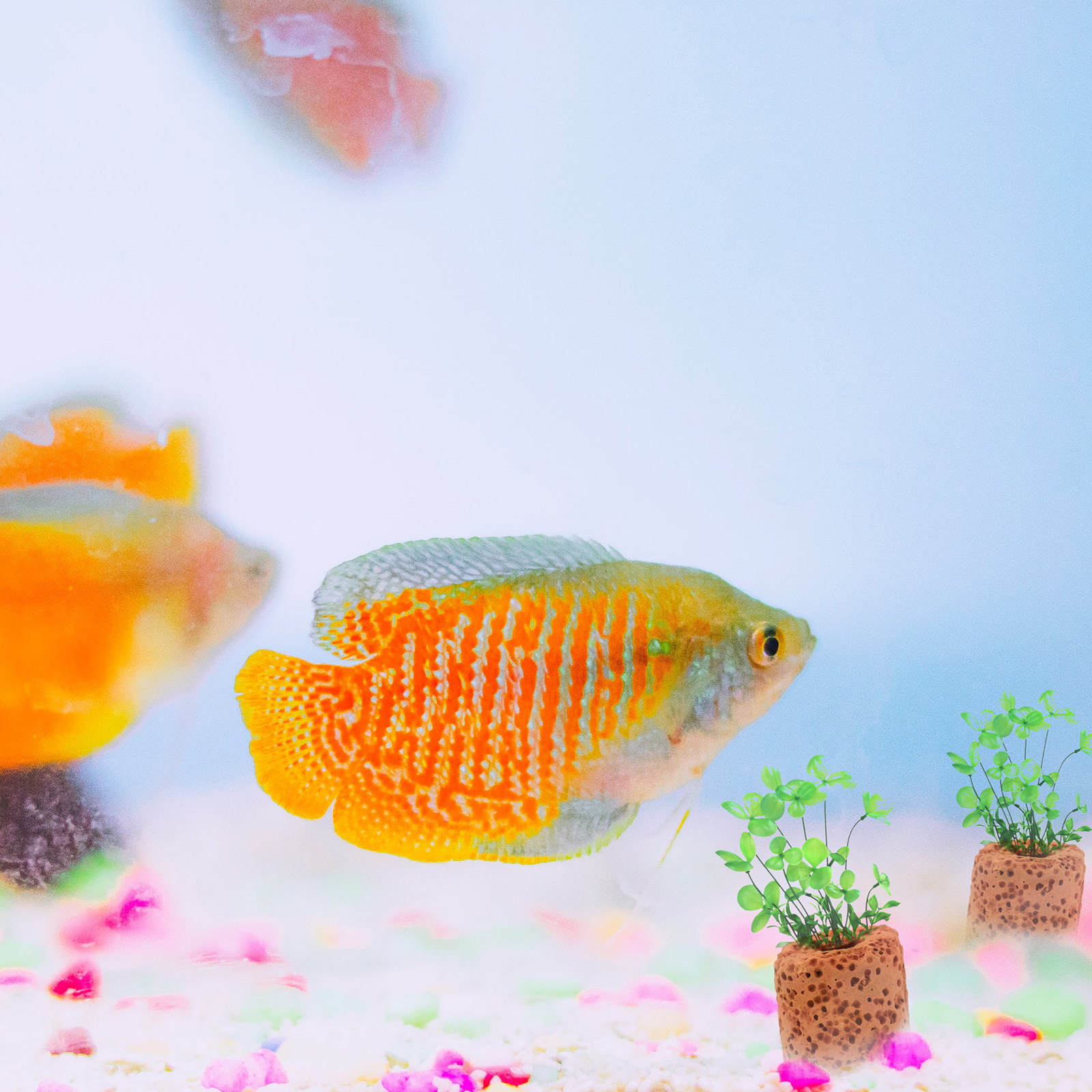 50Pcs Water Plant Fixed Ring A - Planted Aquarium Water Temperature 评论和价格